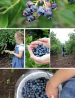 Blueberry picking in Michigan