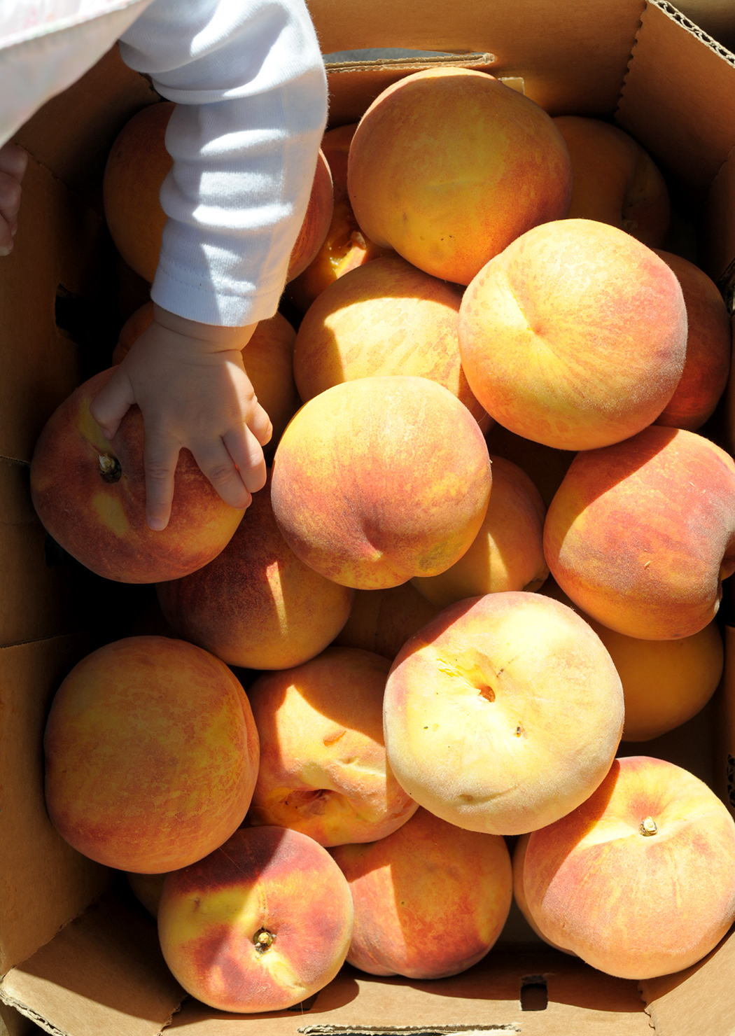 Peach Picking Trip to Paonia