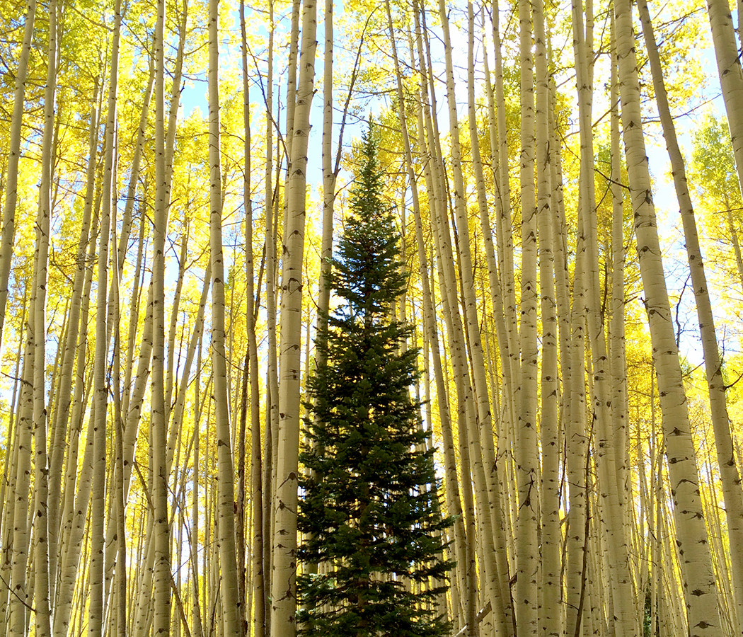 aspens and a lone evergreen in crested butte, colorado