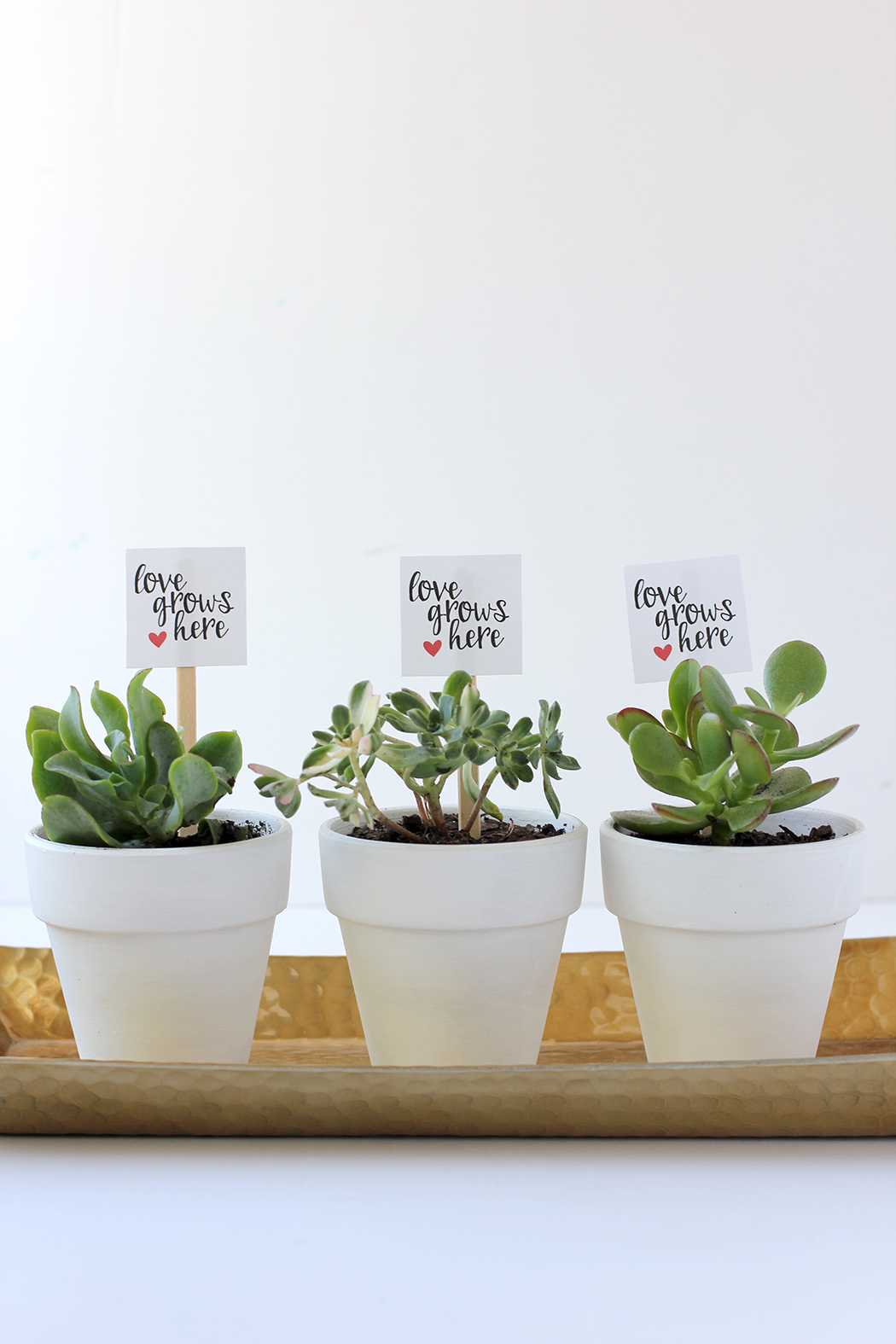 Valentine's Potted Plant and Free Printable