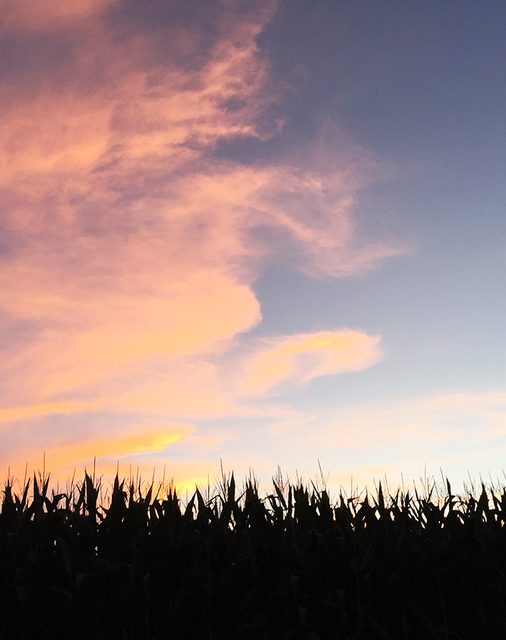 sunset and cornfields in michigan