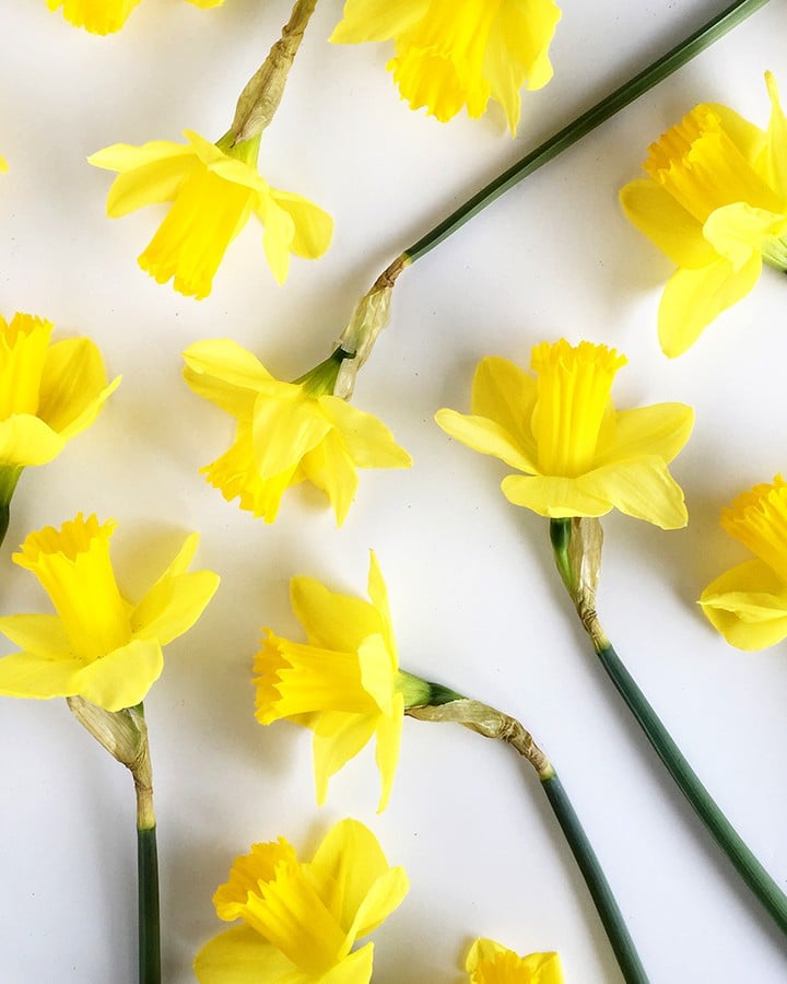 pretty daffodils