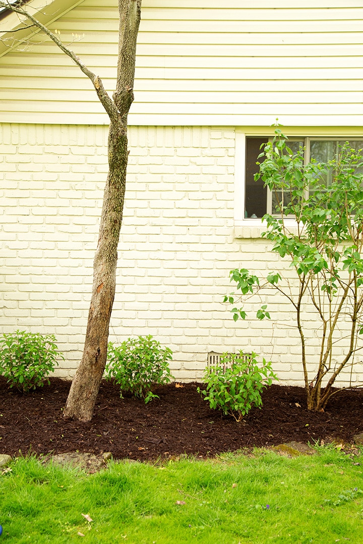 hydrangea plants