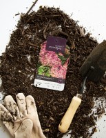Hydrangea Planting Tips