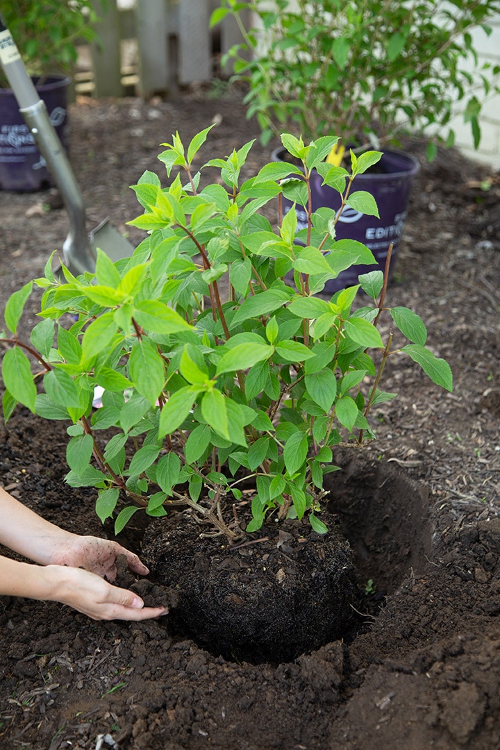 hydrangea planting tips