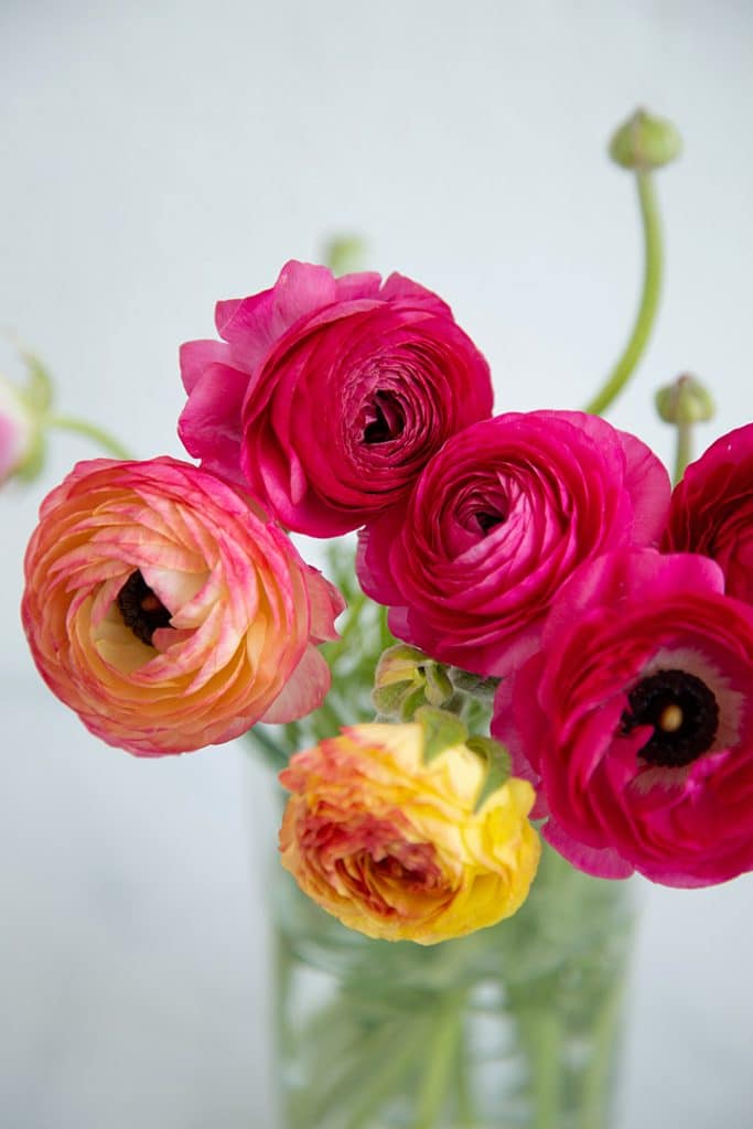 pretty ranunculus flowers #flowers 