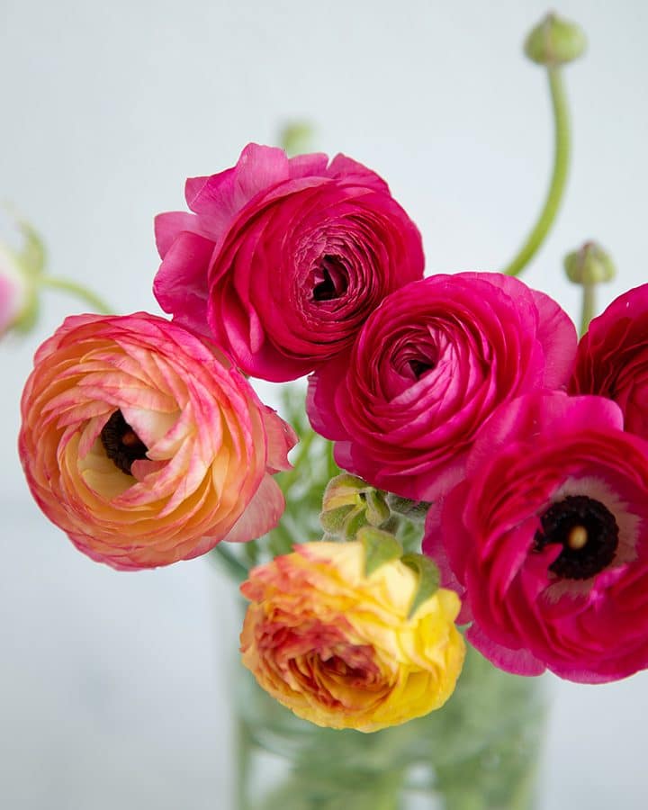 pretty ranunculus flowers #flowers