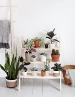 Favorite DIY Plant Projects