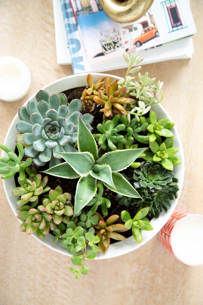 How to plant a Succulent Planter Bowl #DIY #succulents #containergardening 