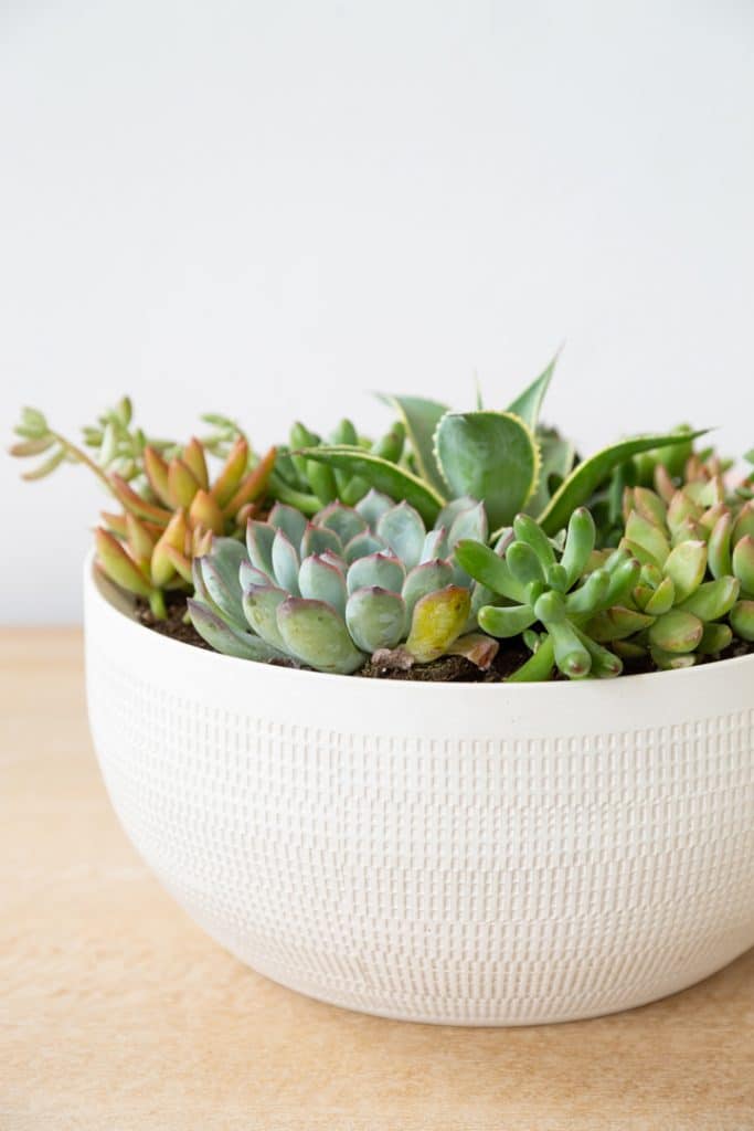 How to plant a Succulent Container 
