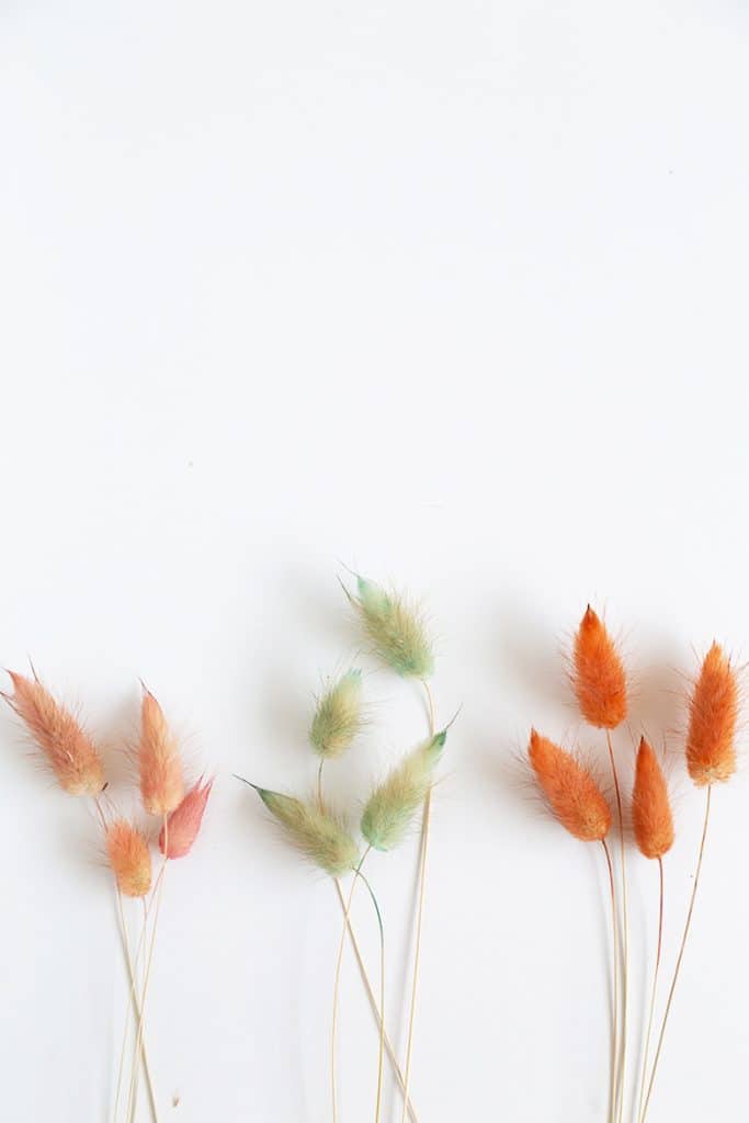 How to Dye Bunny Tail Grass