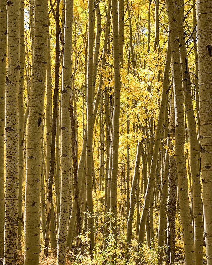 aspens in Crested Butte