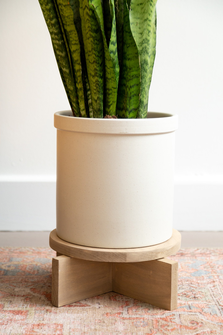 snake plant in pot