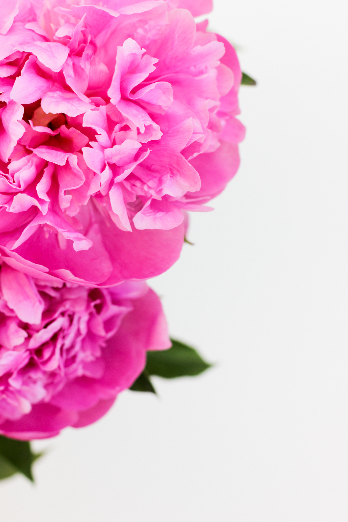 5 Techniques for How to Keep Cut Peonies Fresh Longer