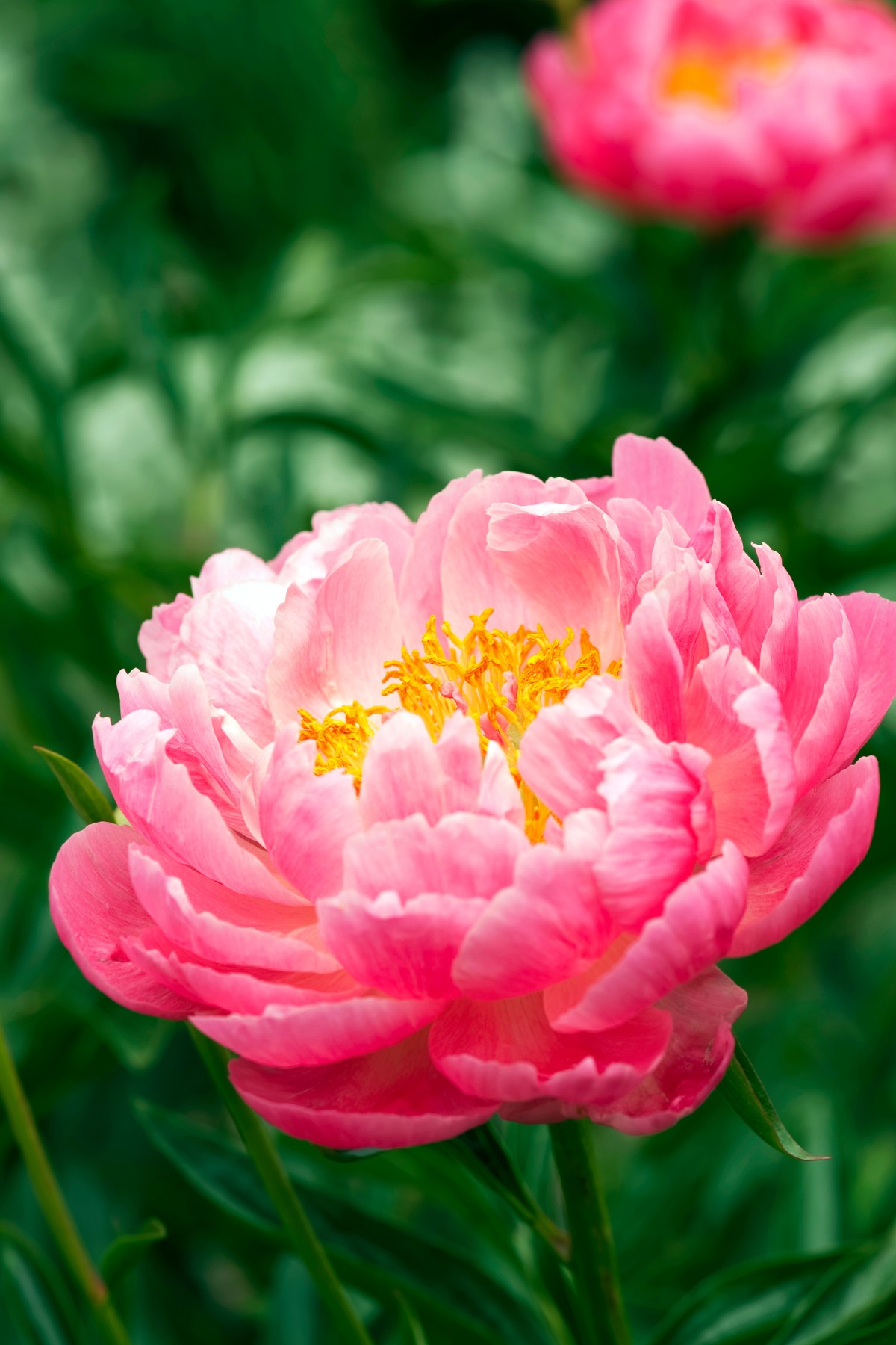 How to Plant, Grow and Care for Peonies - Alice and Lois