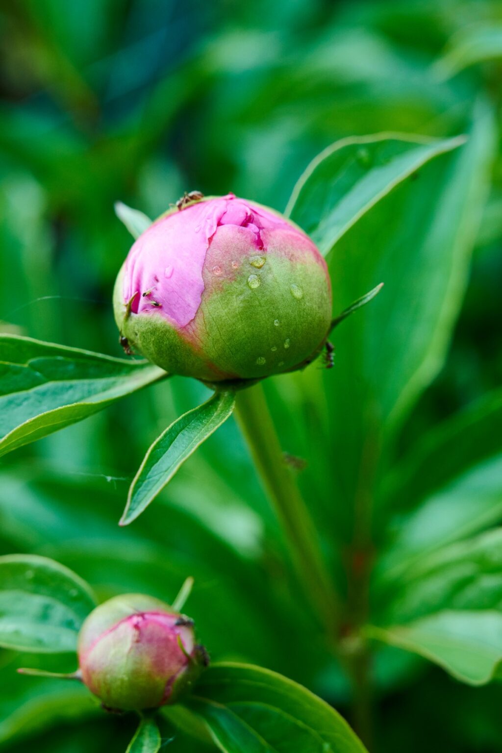 How to Plant, Grow and Care for Peonies - Alice and Lois