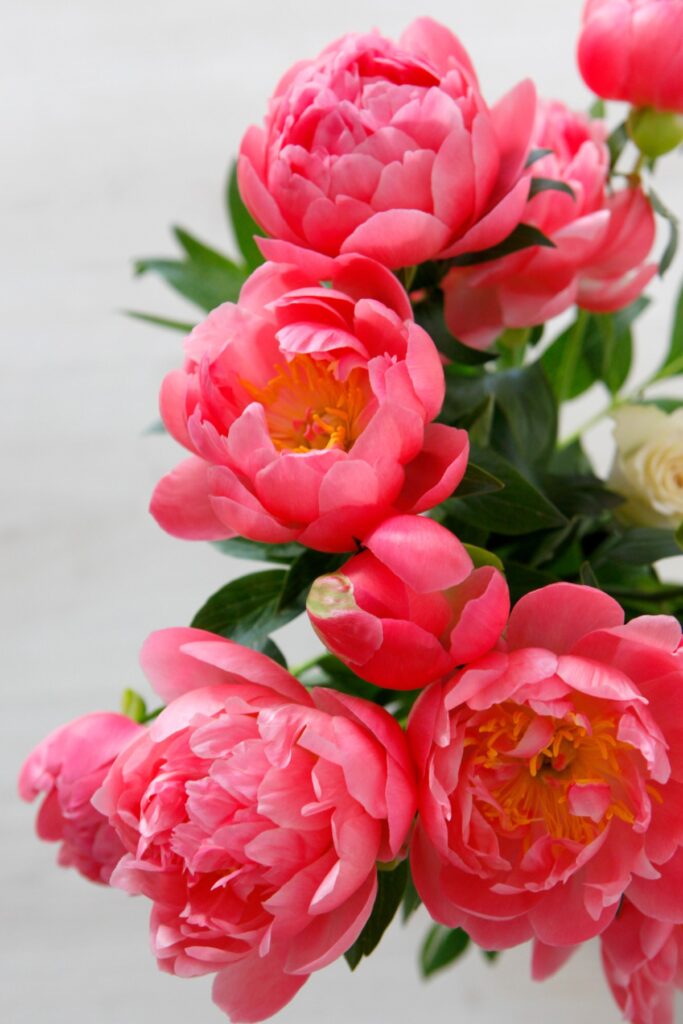 How to Plant, Grow and Care for Peonies - Alice and Lois