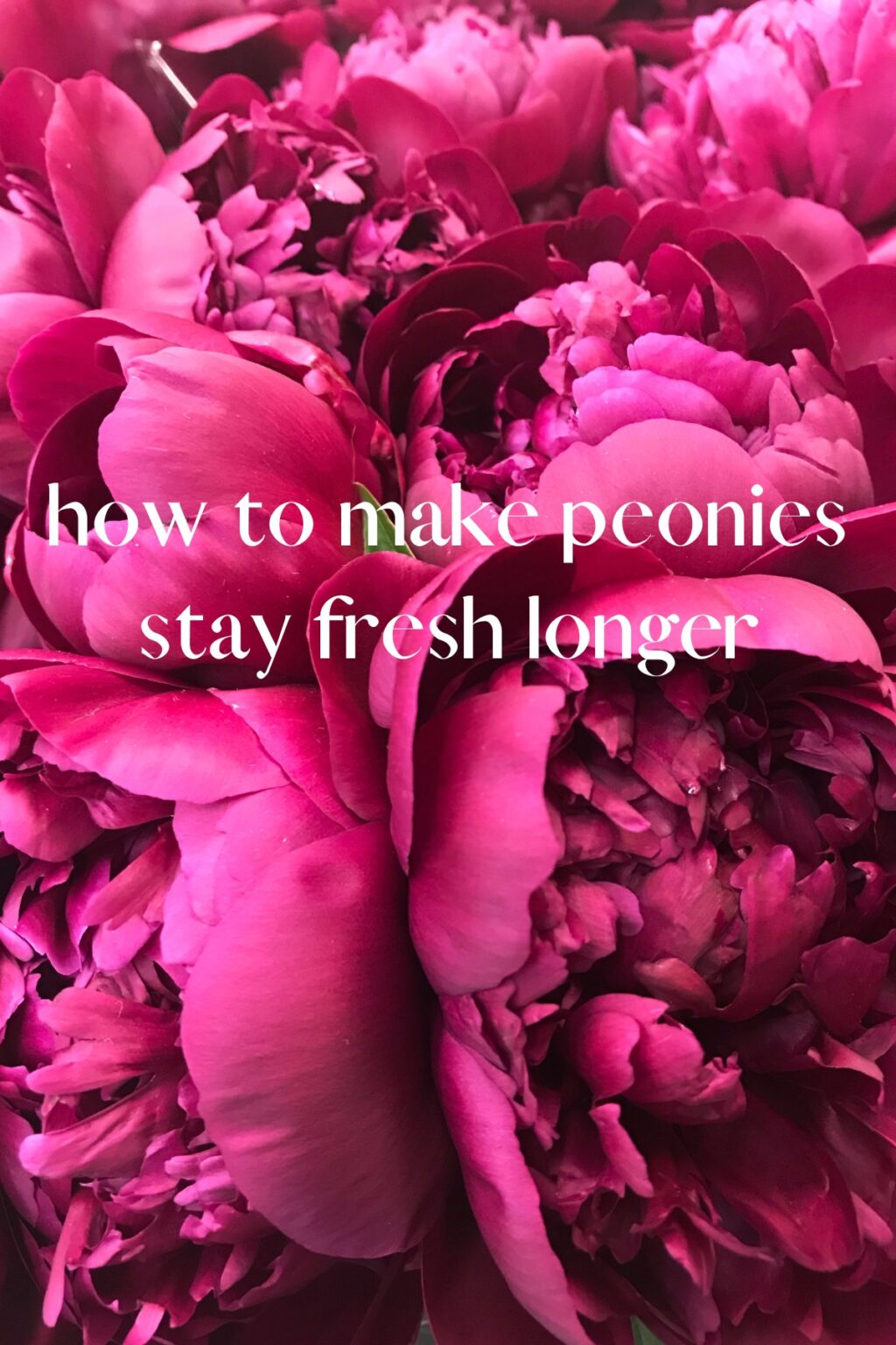 How to Plant, Grow and Care for Peonies Alice and Lois